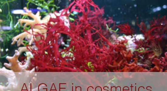 Algae extract in cosmetic products